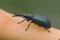 Perapion violaceum